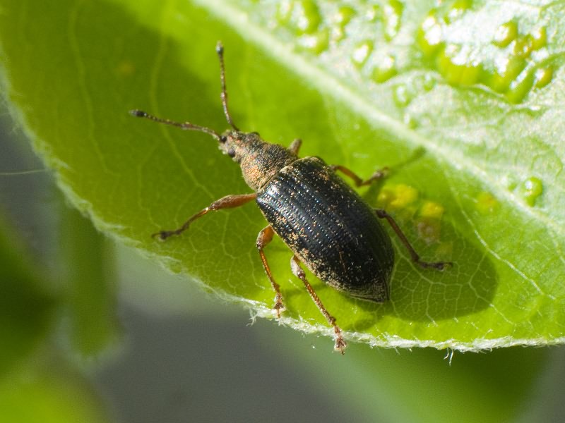 Phyllobius pyri (Linnaeus, 1758)